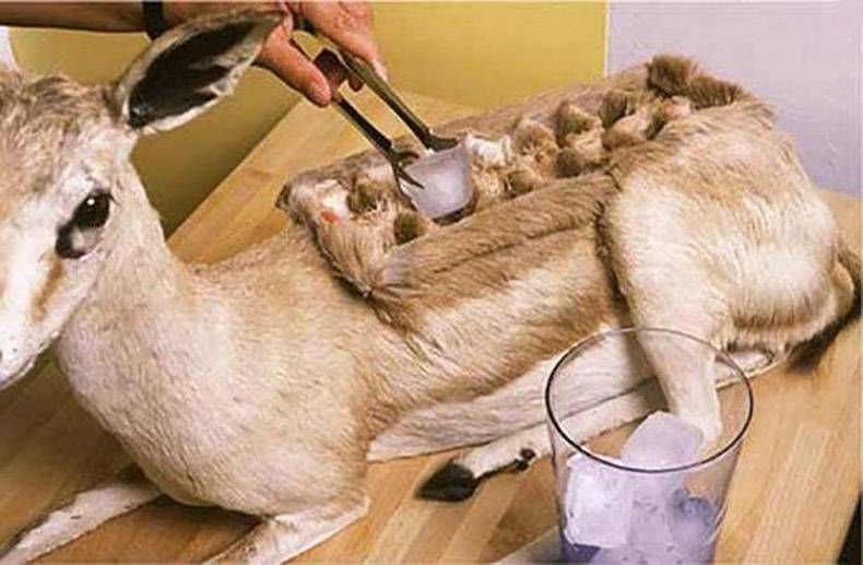 Gewoon een verzameling hilarische foto's #958