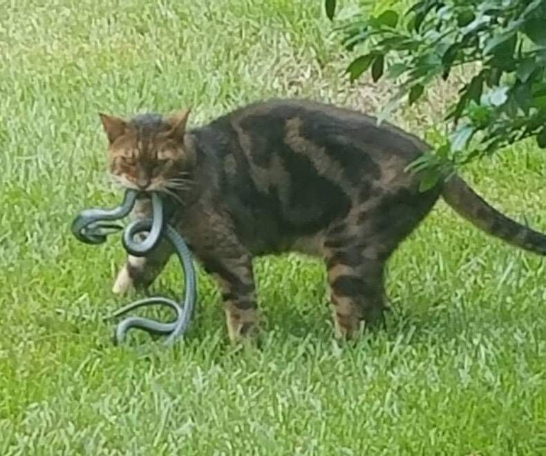 Gewoon een verzameling hilarische foto’s #1325