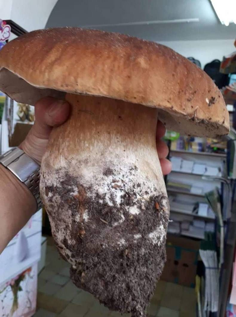 Gewoon een verzameling hilarische foto's #1210