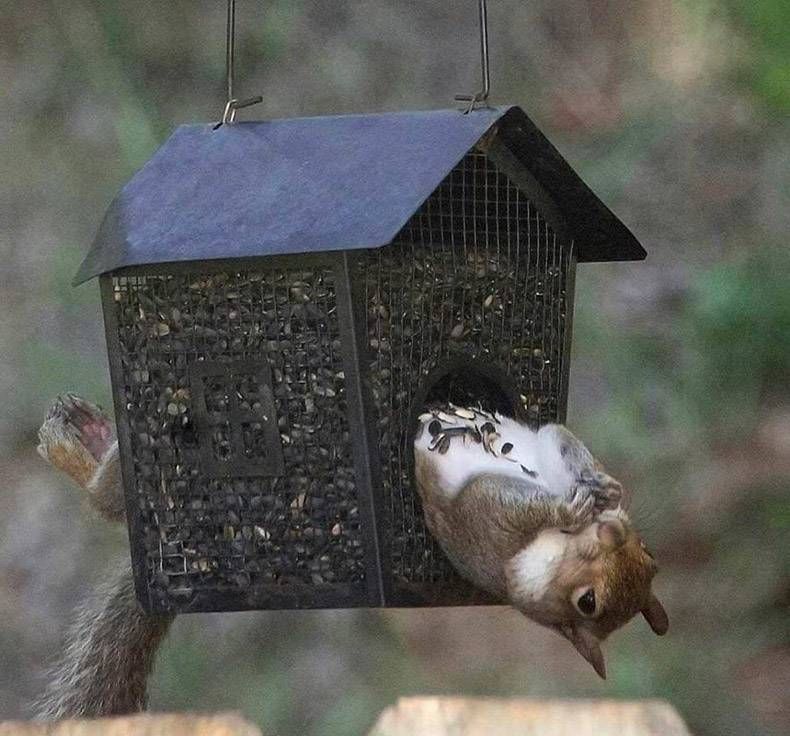 Gewoon een verzameling hilarische foto's #1070