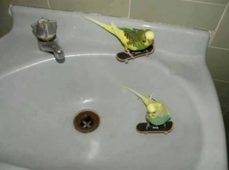 Gewoon een verzameling hilarische foto's #888