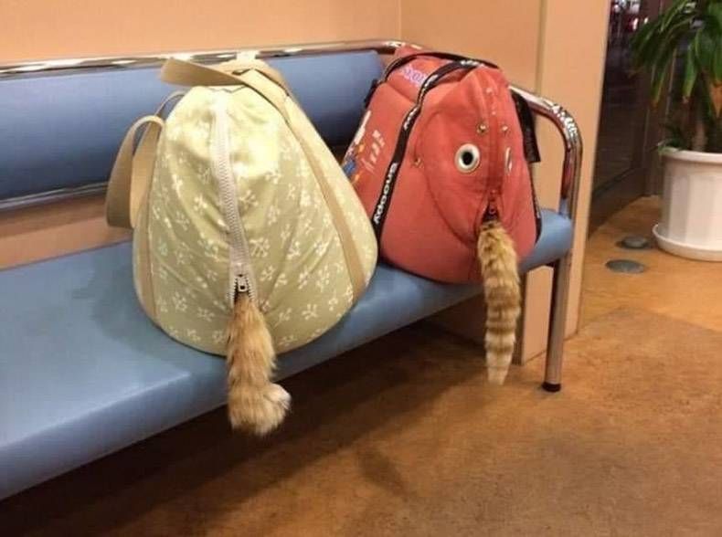 Gewoon een verzameling hilarische foto's #1301