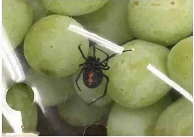 Gewoon een verzameling hilarische foto's #1148