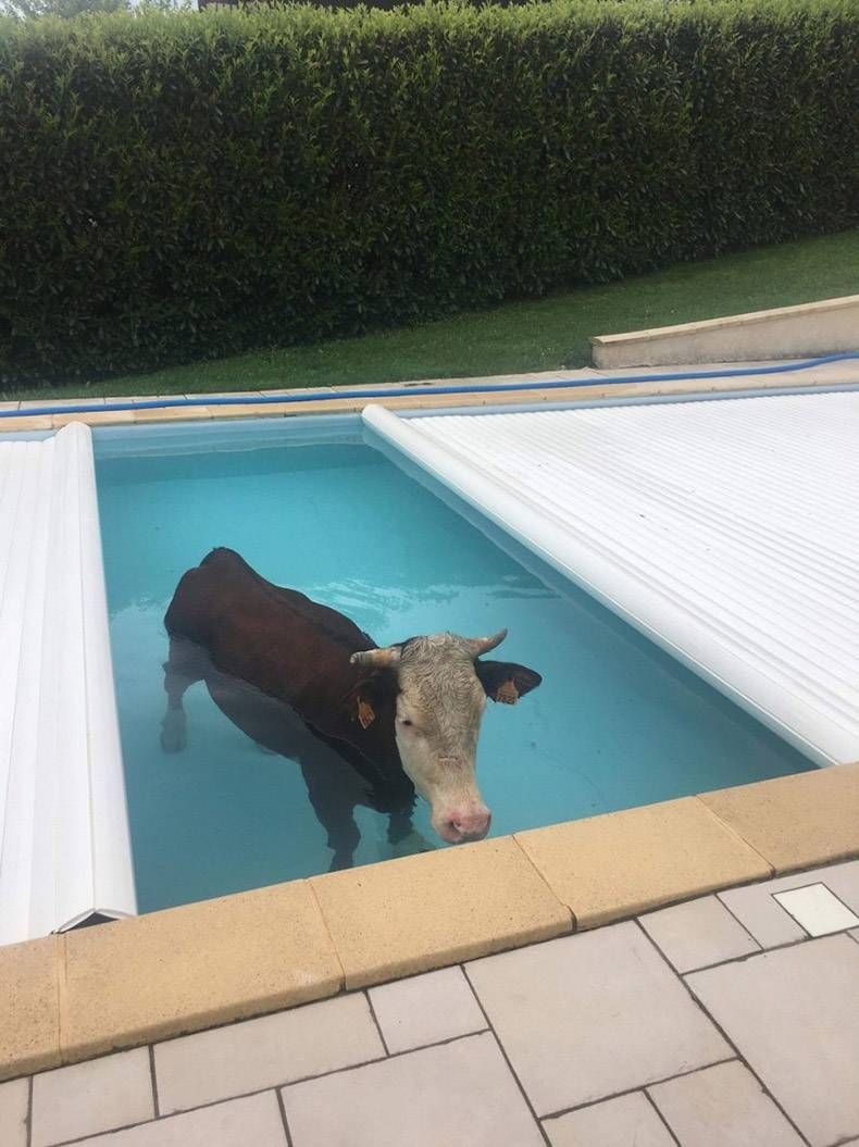 Gewoon een verzameling hilarische foto's #979