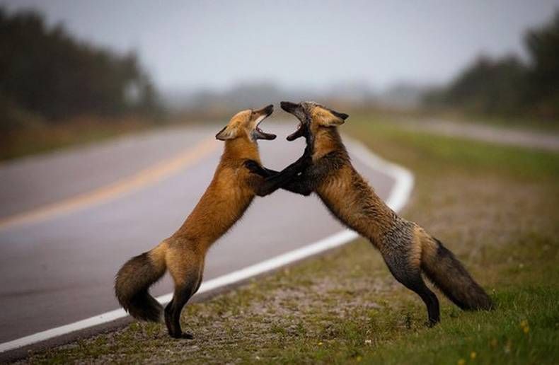 Gewoon een verzameling hilarische foto's #748