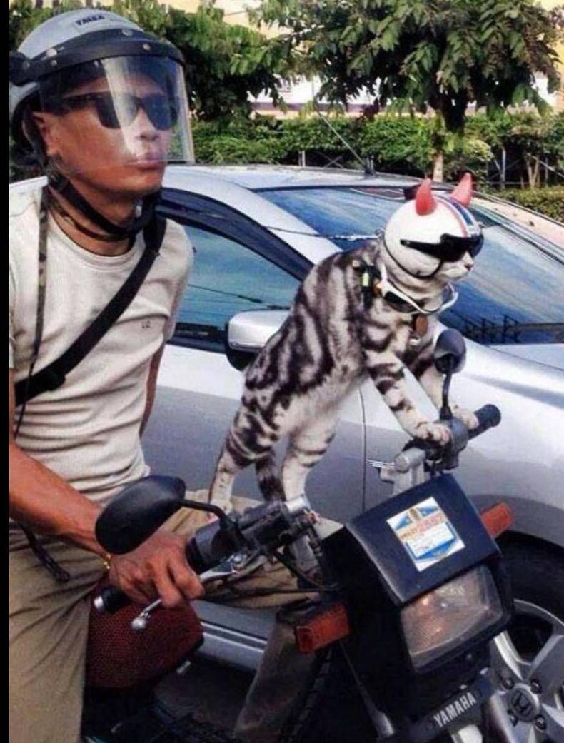 Gewoon een verzameling hilarische foto's #724