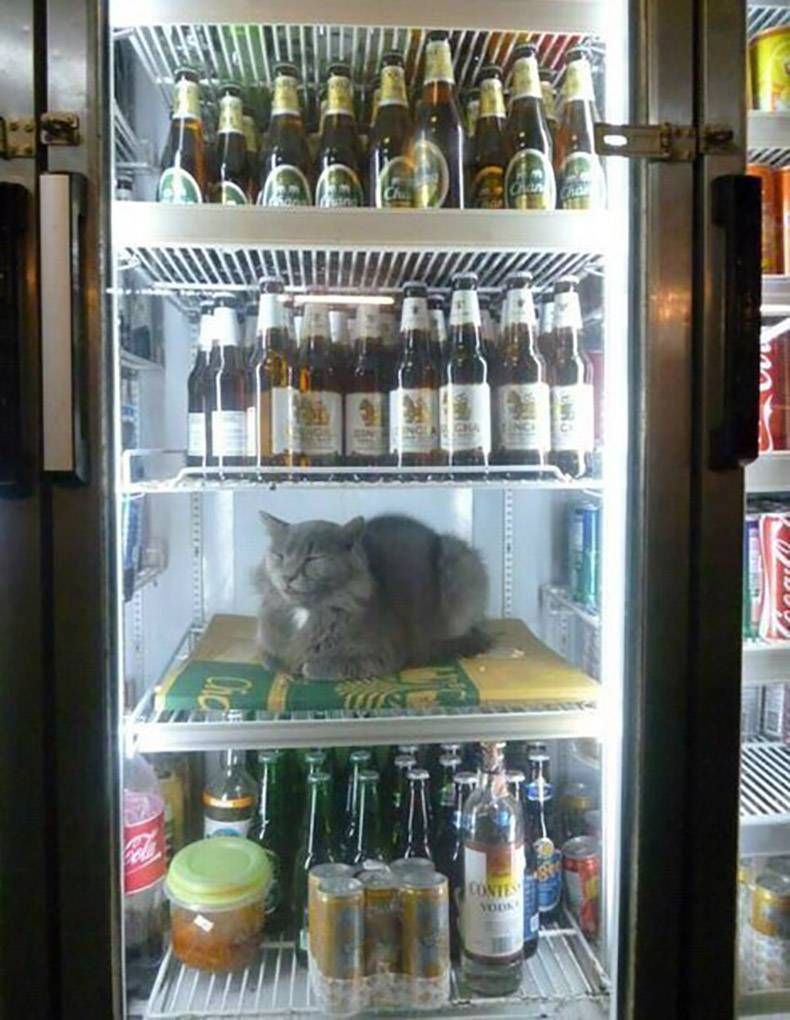 Gewoon een verzameling hilarische foto's #1203