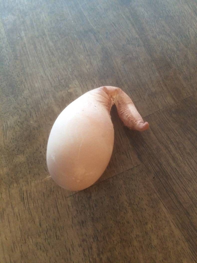 Gewoon een verzameling hilarische foto's #754
