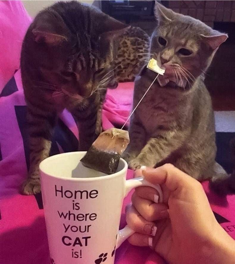 Gewoon een verzameling hilarische foto's #1298