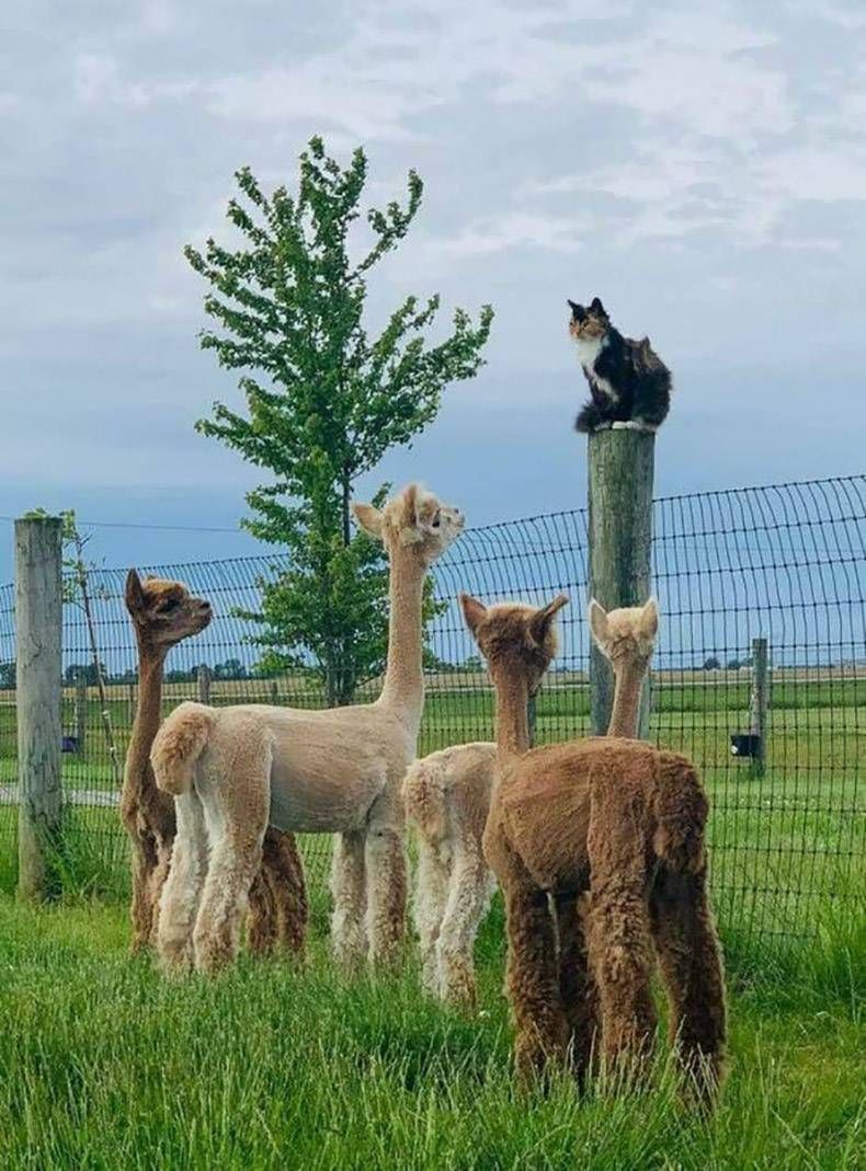 Gewoon een verzameling hilarische foto's #1149