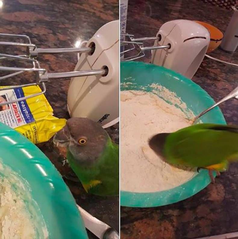 Gewoon een verzameling hilarische foto's #1116