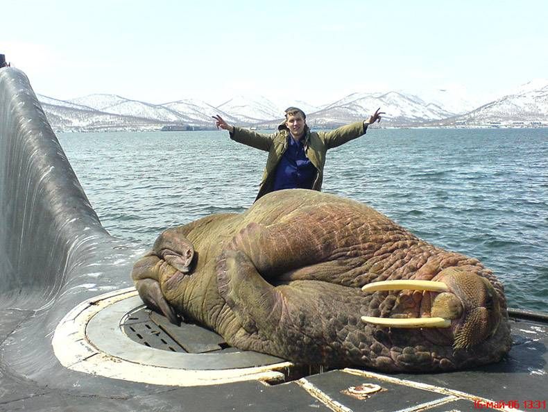 Gewoon een verzameling hilarische foto's #765