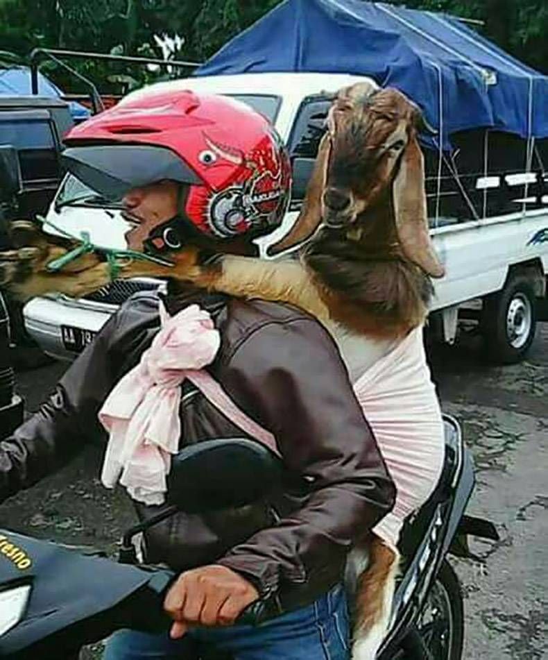 Gewoon een verzameling hilarische foto's #861