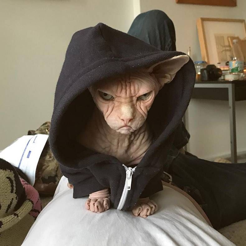 Gewoon een verzameling hilarische foto's #963