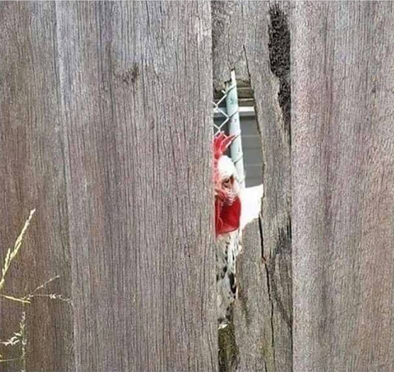 Gewoon een verzameling hilarische foto's #954