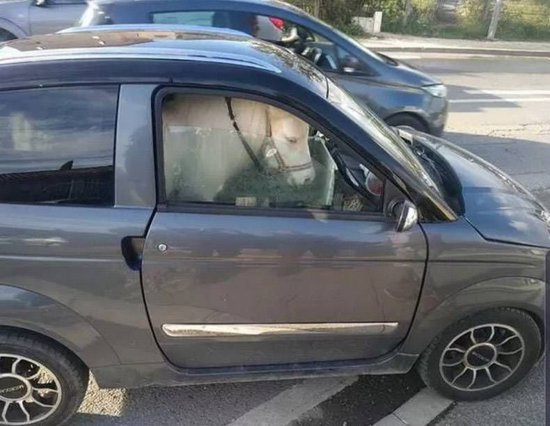 Gewoon een verzameling hilarische foto’s #1260