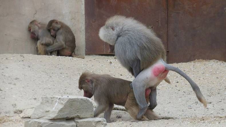 Gewoon een verzameling hilarische foto's #1150