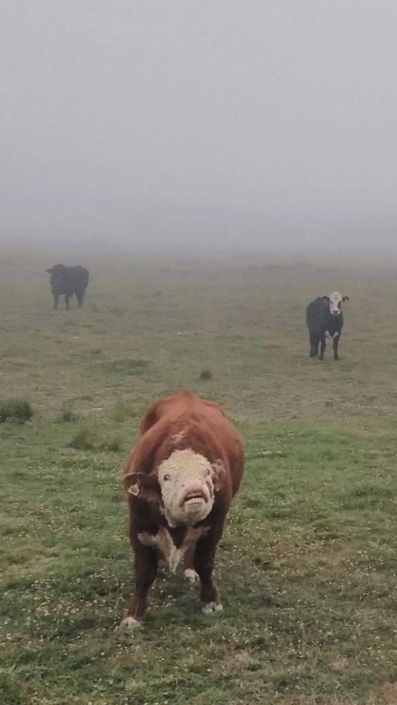 Gewoon een verzameling hilarische foto's #932
