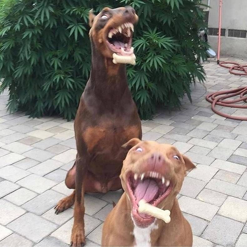 Gewoon een verzameling hilarische foto's #1283