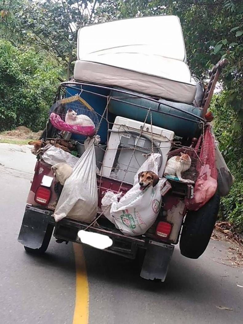 Gewoon een verzameling hilarische foto's #1209