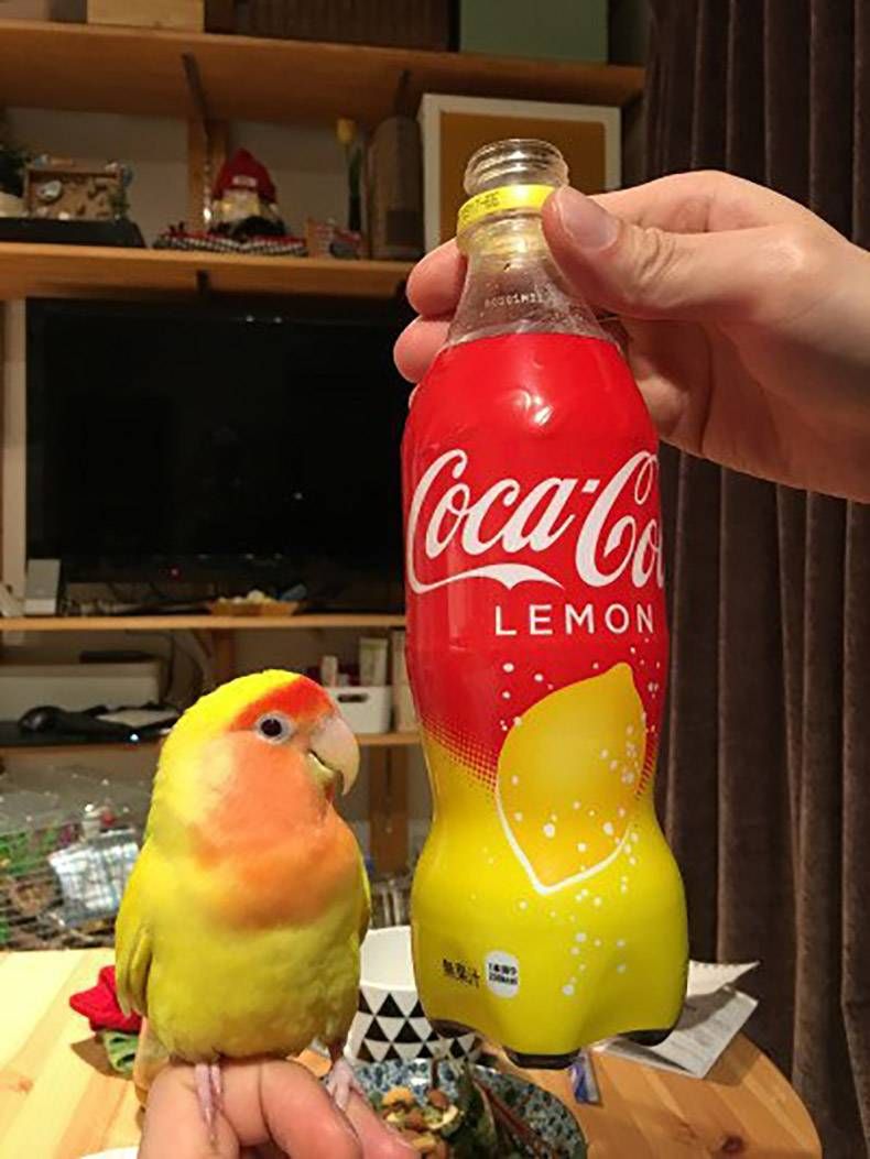 Gewoon een verzameling hilarische foto's #970