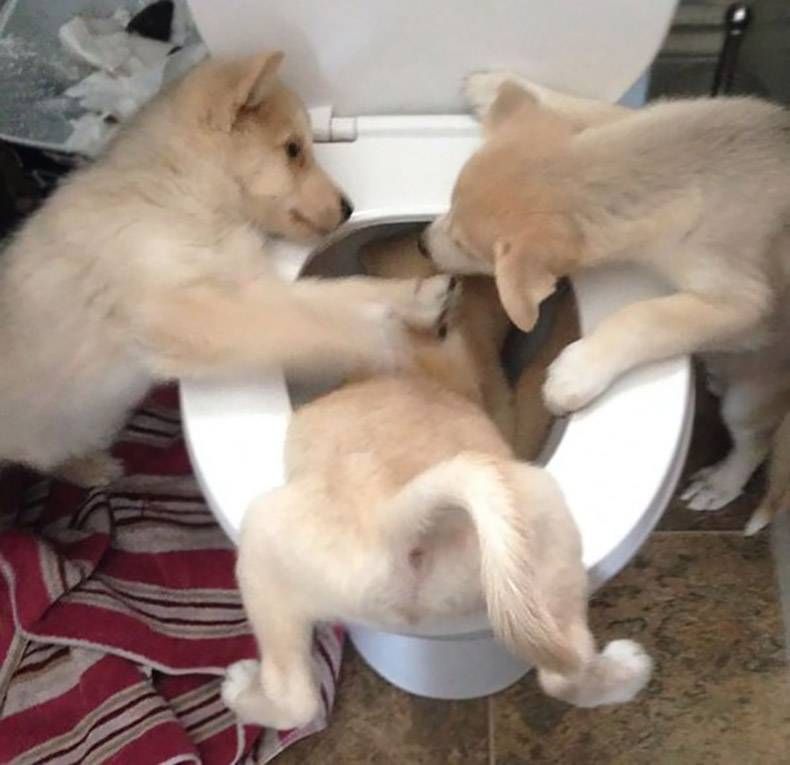 Gewoon een verzameling hilarische foto’s #842