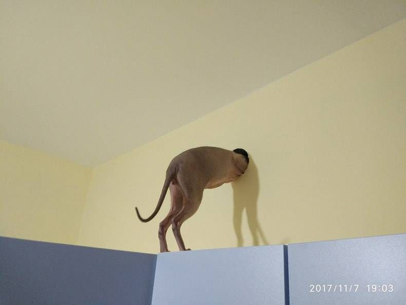 Gewoon een verzameling hilarische foto's #894
