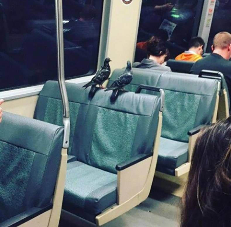 Gewoon een verzameling hilarische foto's #832