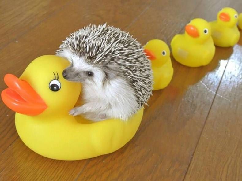 Gewoon een verzameling hilarische foto's #927