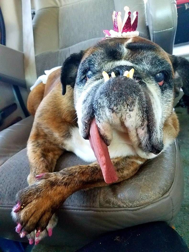 Pix Dump #1000 Special: Gewoon een verzameling foto's van dieren
