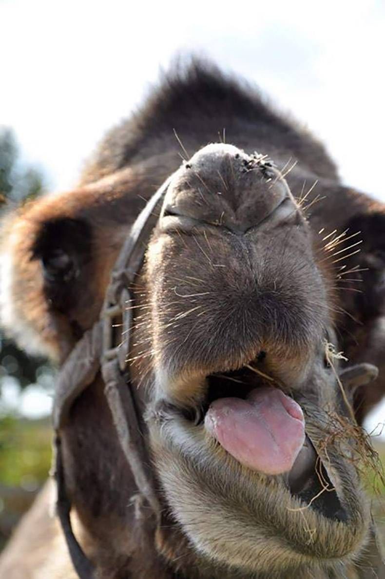 Gewoon een verzameling hilarische foto's #1008