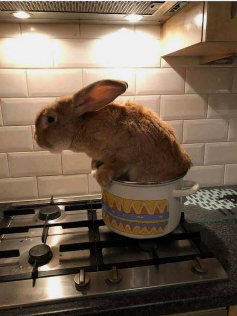 Gewoon een verzameling hilarische foto's #1063