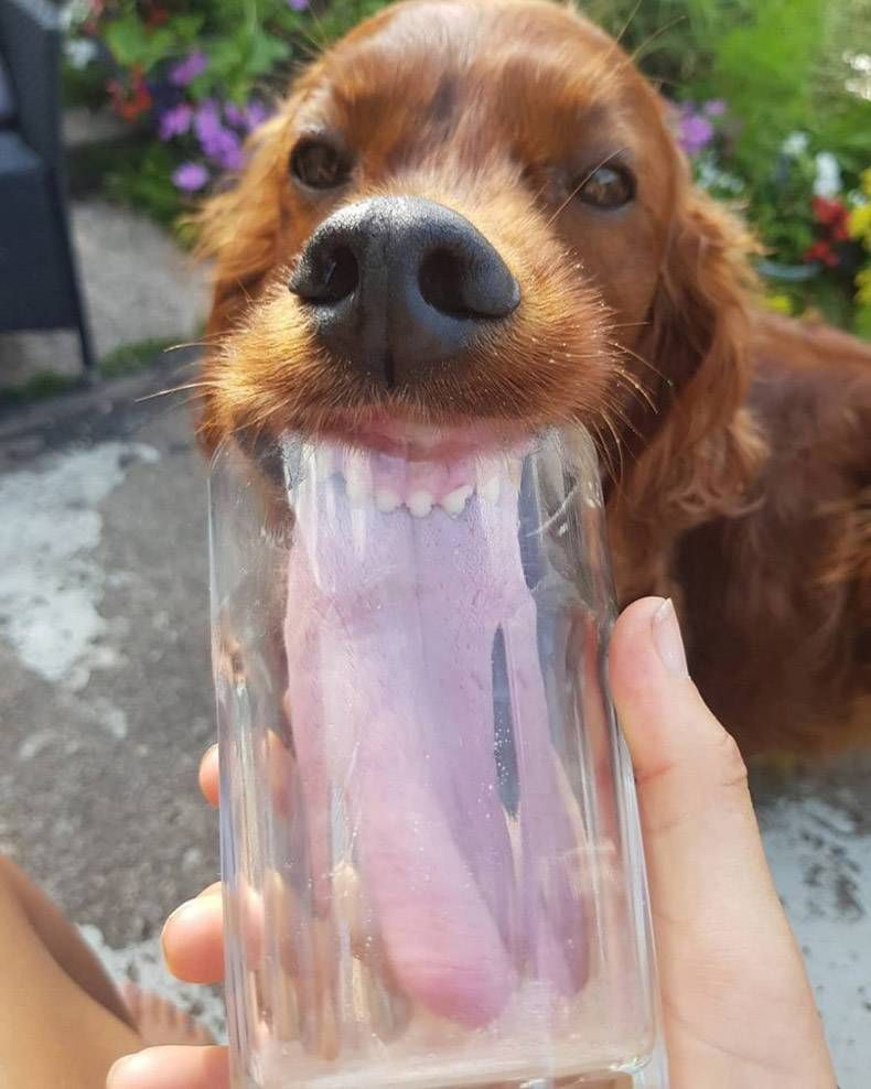 Gewoon een verzameling hilarische foto's #1018