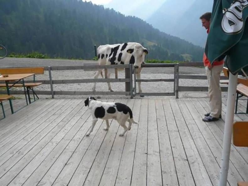 Gewoon een verzameling hilarische foto's #1304