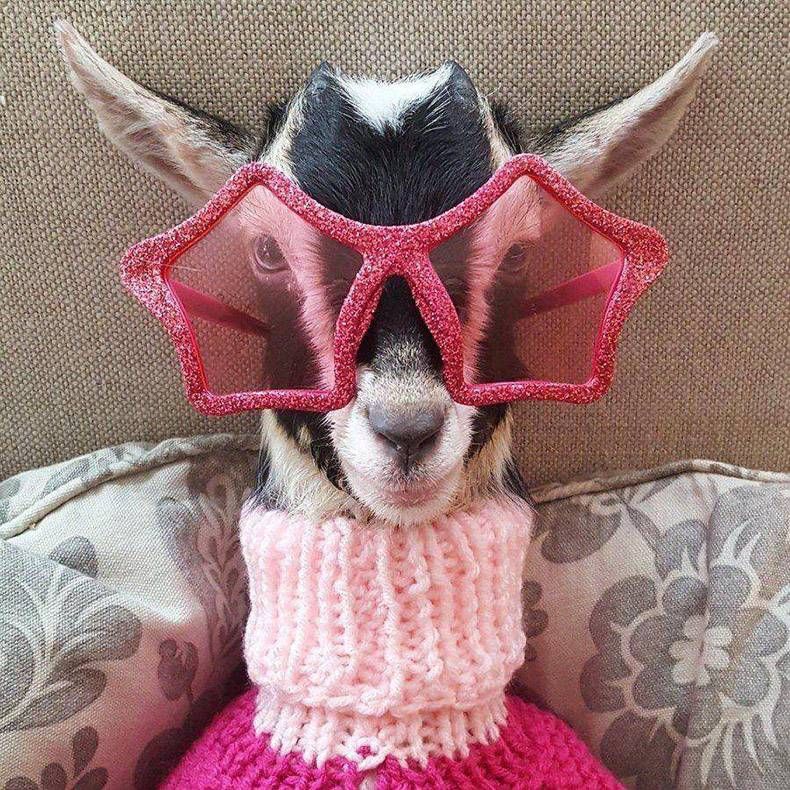 Gewoon een verzameling hilarische foto's #927