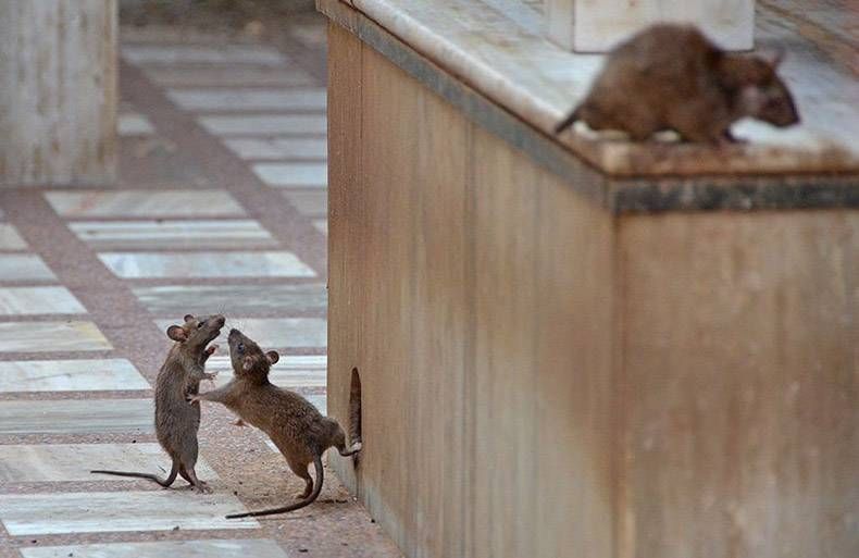 Gewoon een verzameling hilarische foto's #894