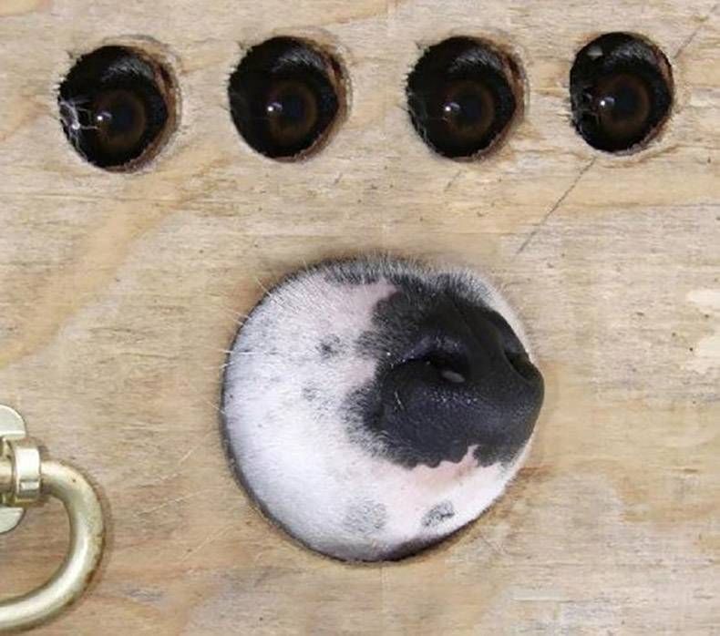 Gewoon een verzameling hilarische foto's #759