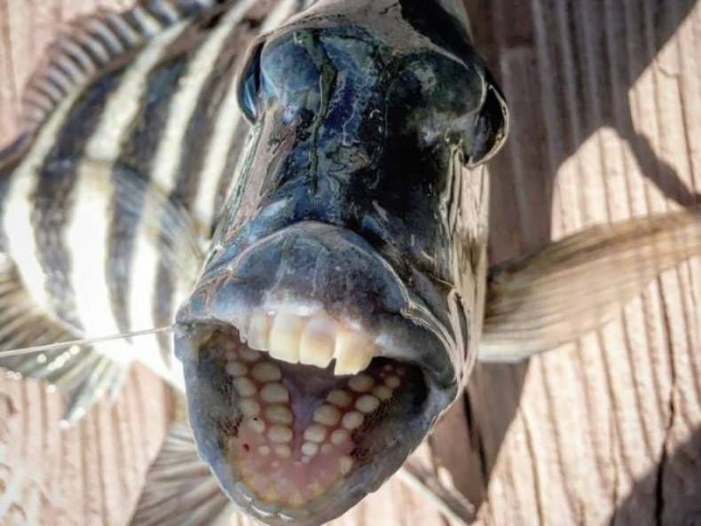 Gewoon een verzameling hilarische foto's #1368
