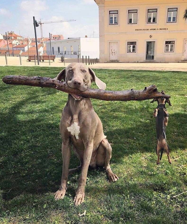 Pix Dump #1000 Special: Gewoon een verzameling foto's van dieren
