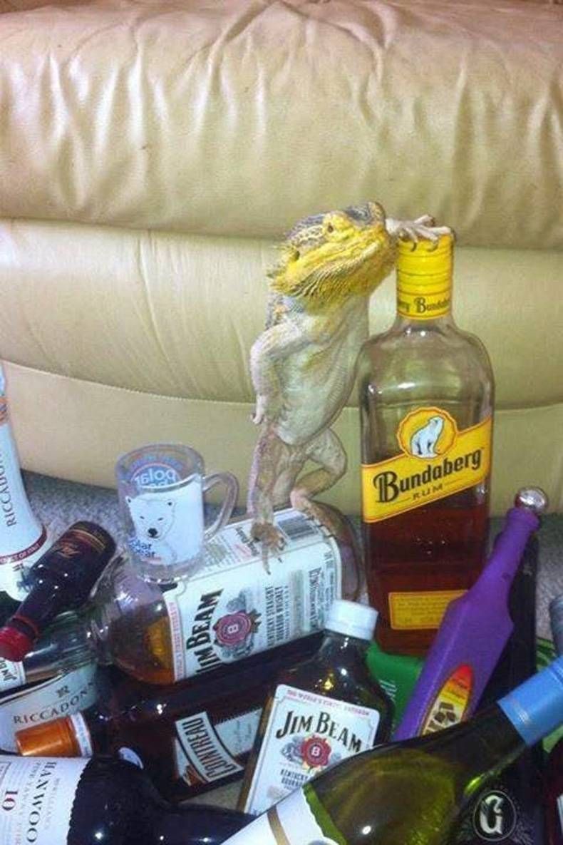 Gewoon een verzameling hilarische foto's #713