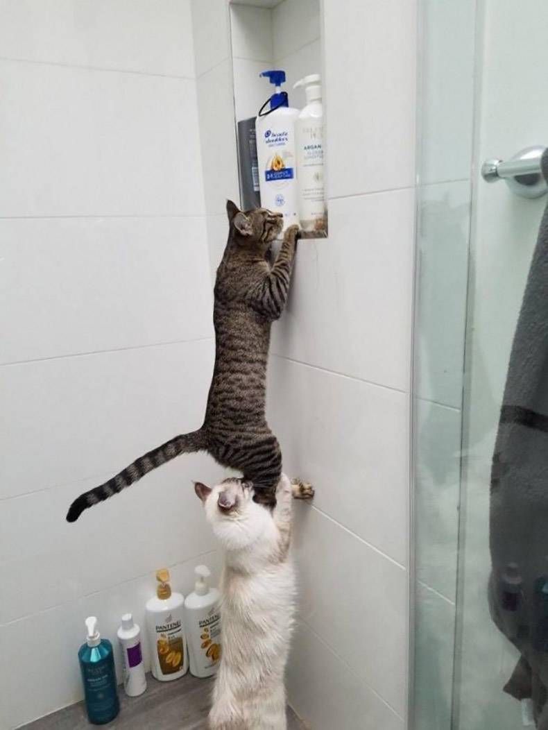 Gewoon een verzameling hilarische foto's #1252