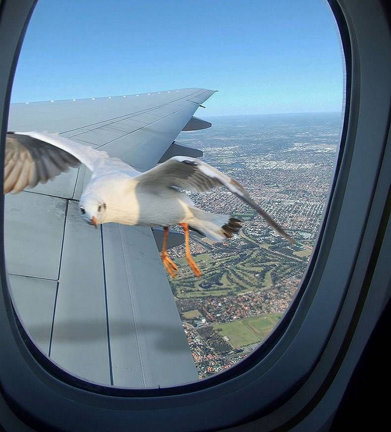 Gewoon een verzameling hilarische foto's #927