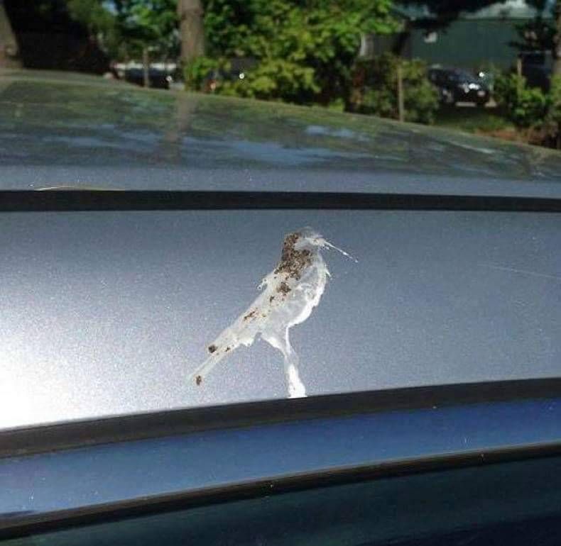 Gewoon een verzameling hilarische foto's #838