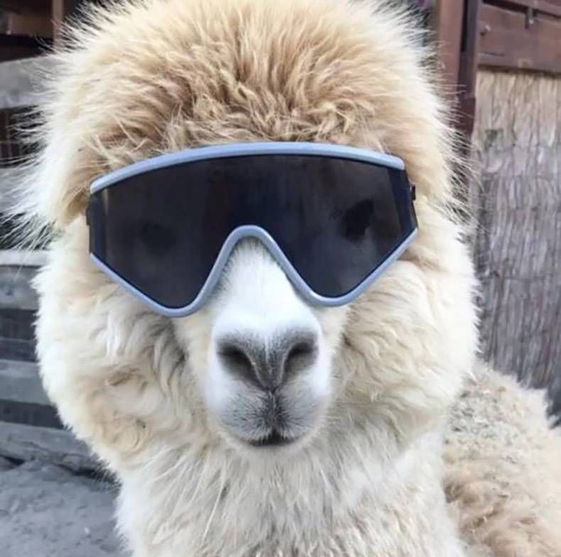 Gewoon een verzameling hilarische foto’s #1196