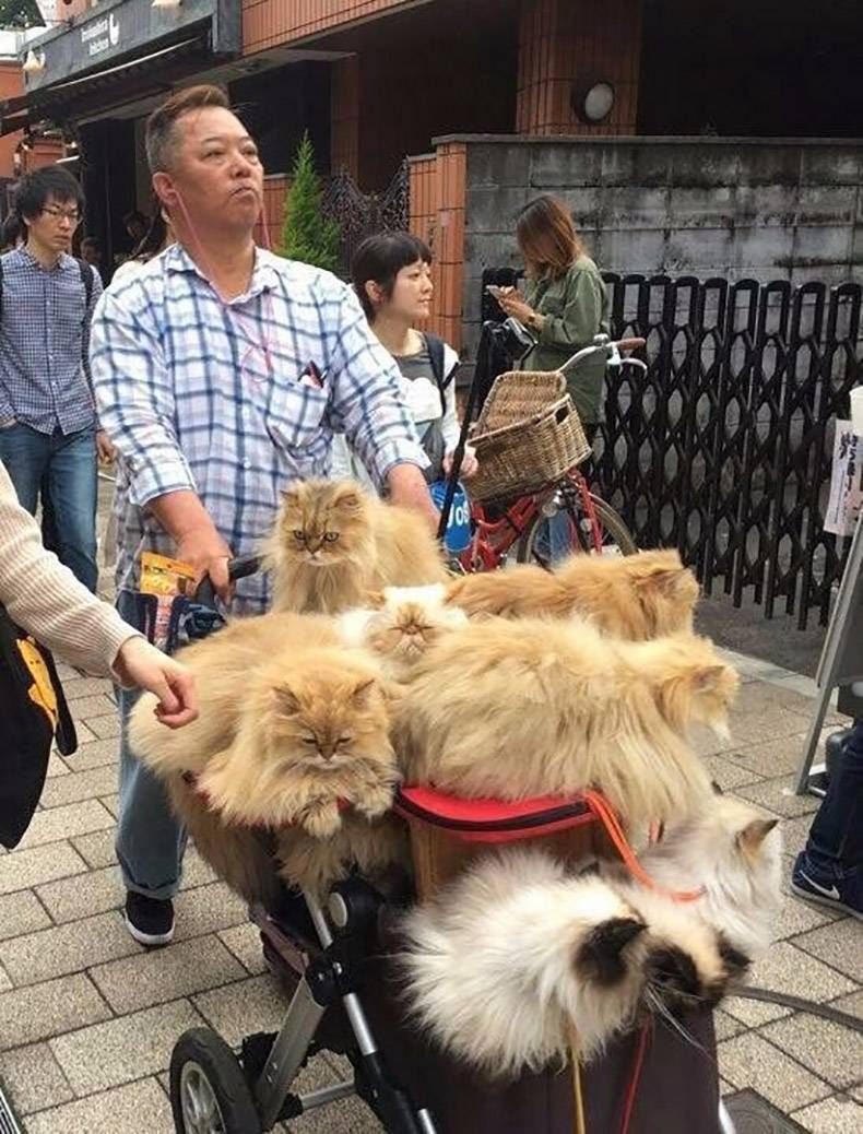 Gewoon een verzameling hilarische foto's #866