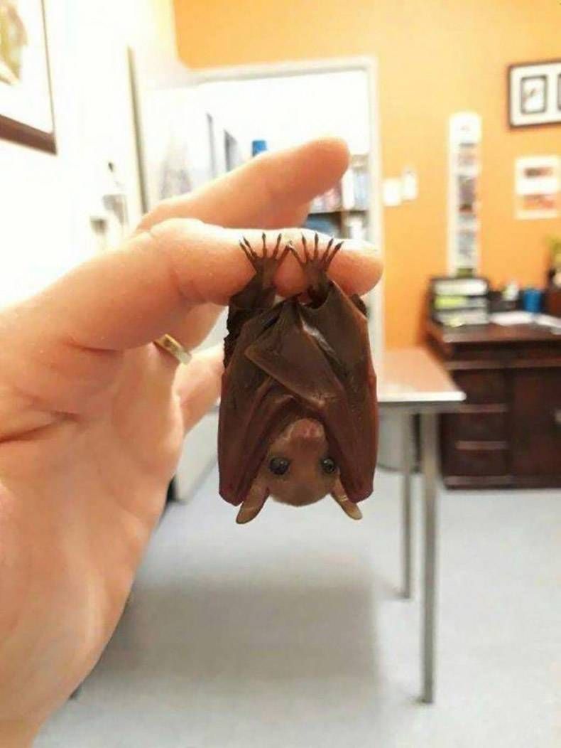 Gewoon een verzameling hilarische foto’s #1276