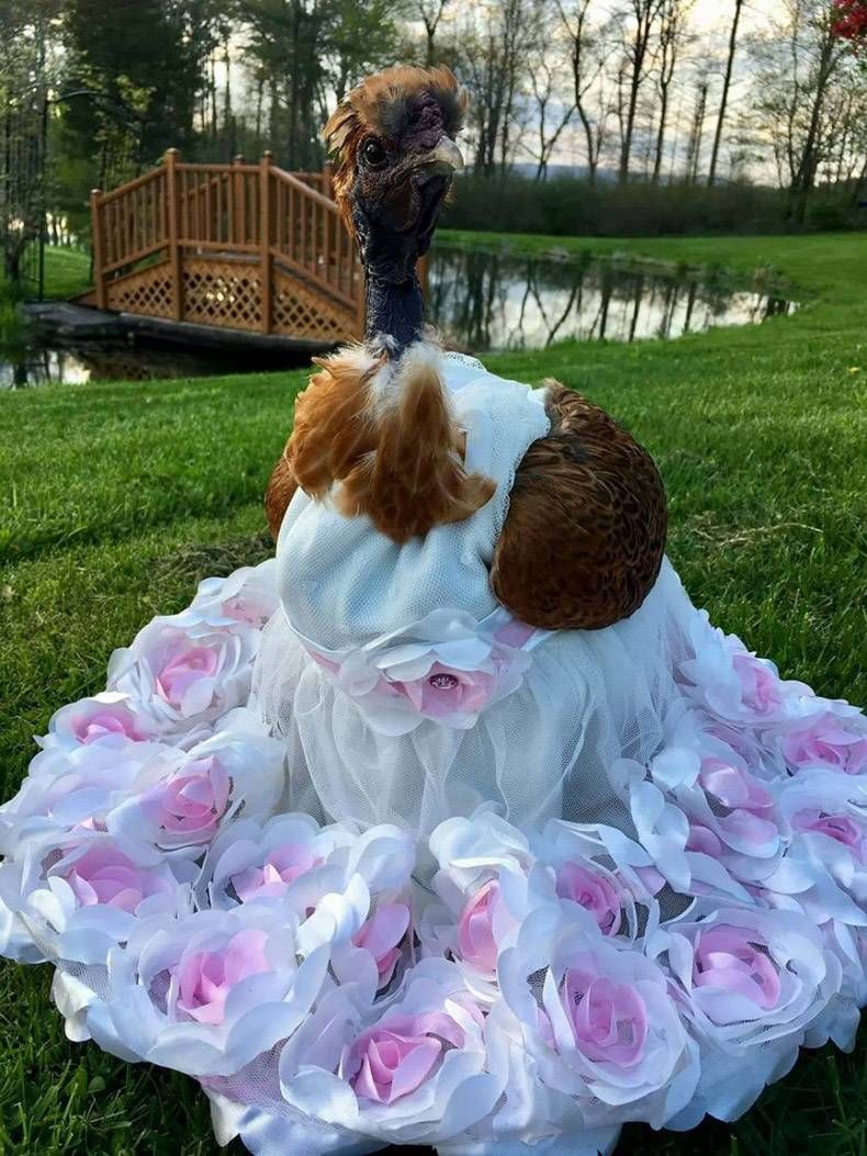 Gewoon een verzameling hilarische foto's #1018