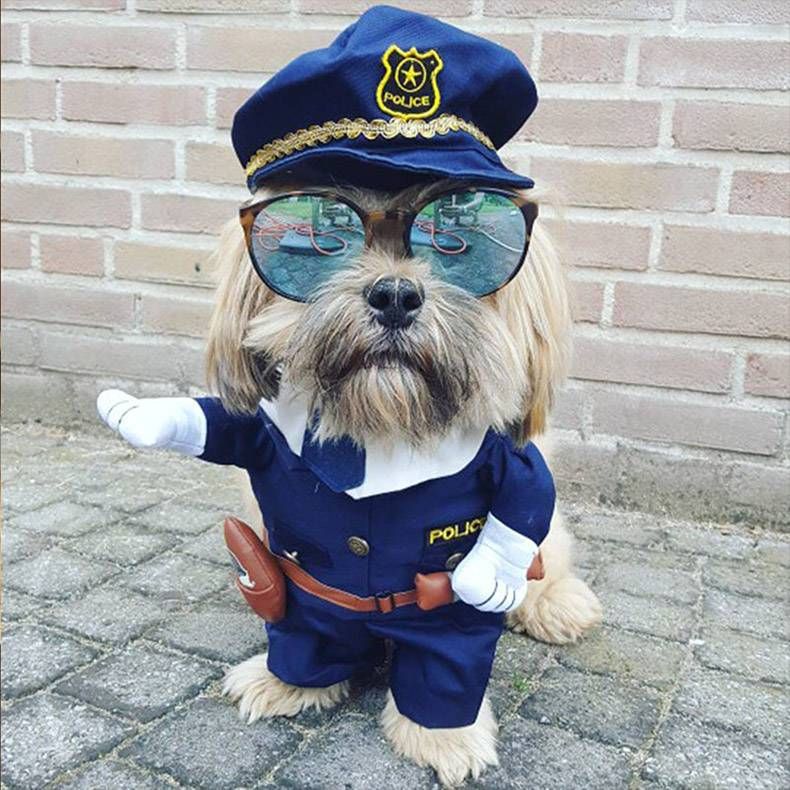 Pix Dump #1000 Special: Gewoon een verzameling foto's van dieren