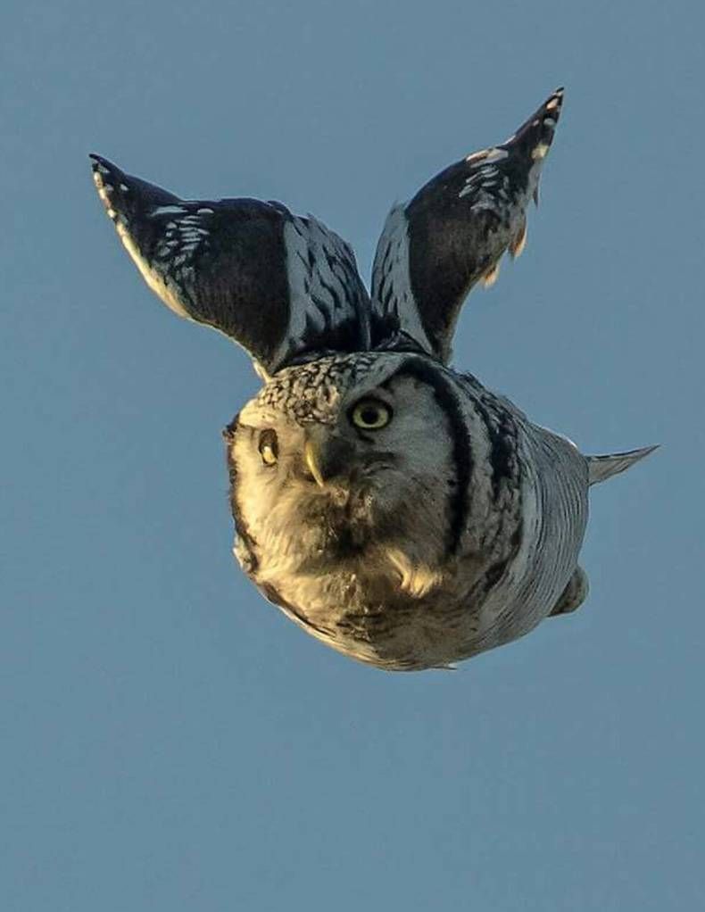 Gewoon een verzameling hilarische foto's #748