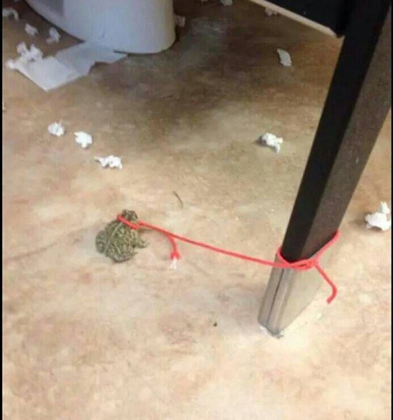 Gewoon een verzameling hilarische foto's #727